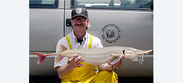 Record photograph for Scaphirhynchus platorynchus